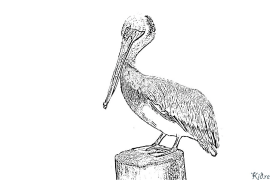 pelican Kurasa Za Kupaka Rangi Zinazoweza Kuchapishwa